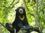 Kemunculan Beruang di Umpu Semenguk, Warga Takut dan Aktivitas Kebun Terganggu