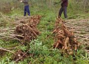 Regulasi Lemah, Tata Niaga Longgar: Petani Ubi Kayu Perlu Perlindungan