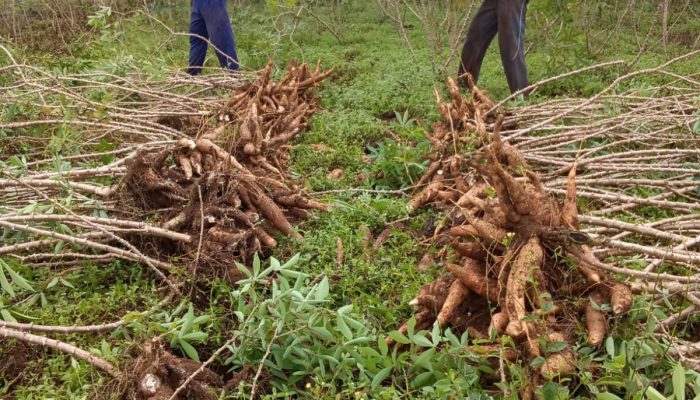 Regulasi Lemah, Tata Niaga Longgar: Petani Ubi Kayu Perlu Perlindungan